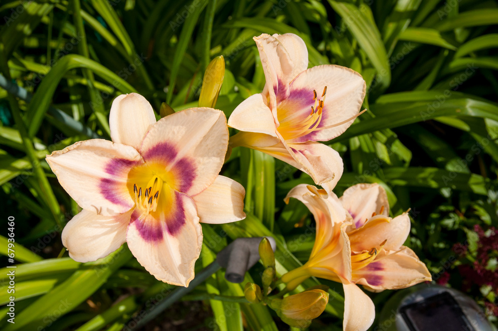 plant of hemerocallis with flowers close up plant of hemerocallis with flowers close up