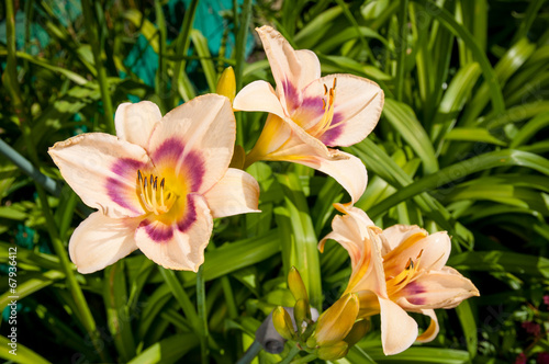 plant of hemerocallis with flowers close up