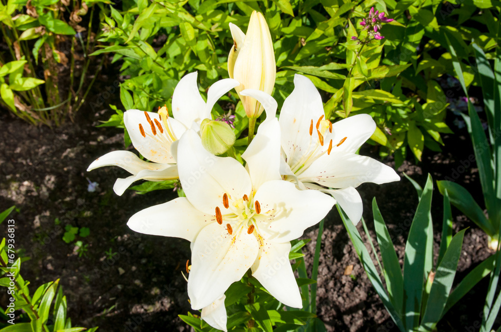 Fototapeta premium plant of flowering white lilies
