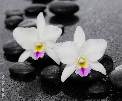 Two orchid and candle on pebbles    wet background