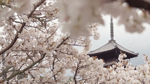 五重塔と桜2