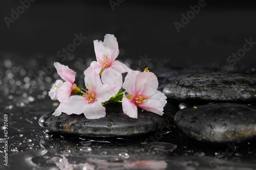 Flowering of the sakura flower with zen stones