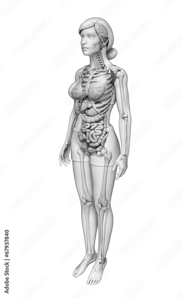 Digestive system of female anatomy Digestive system of female anatomy