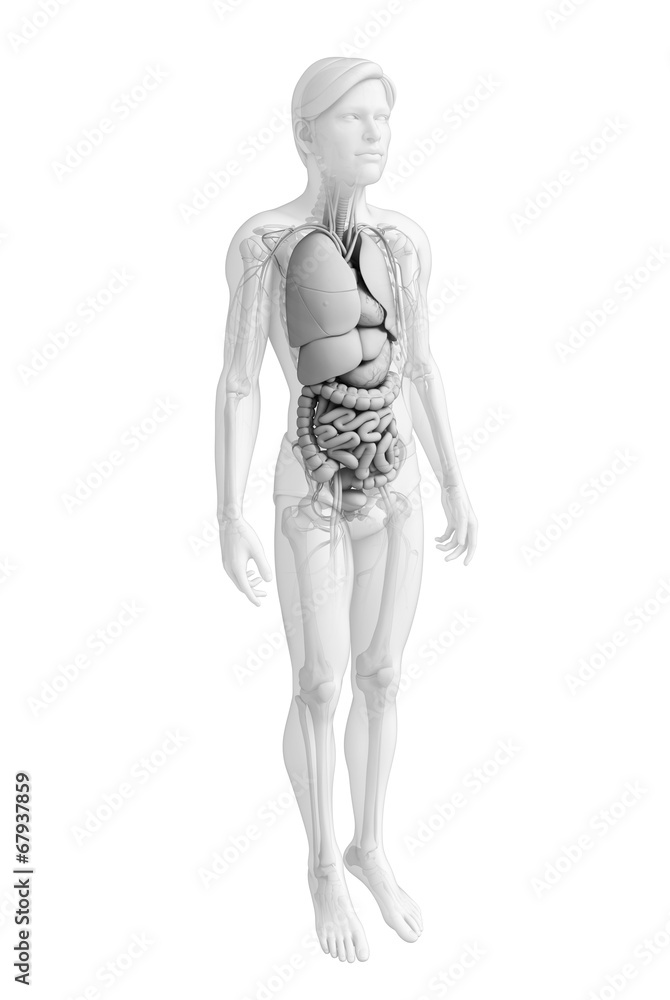 Digestive system of male anatomy