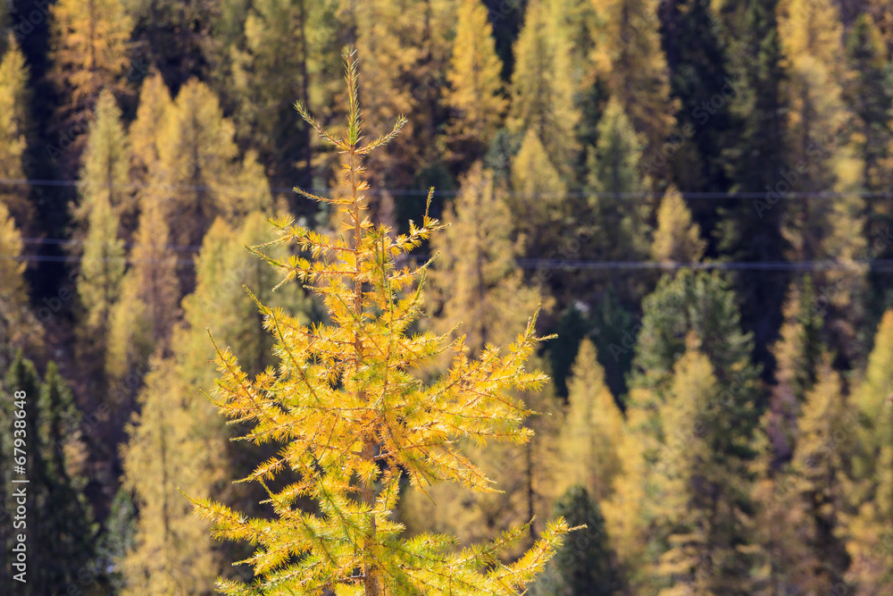 Larch tree forest
