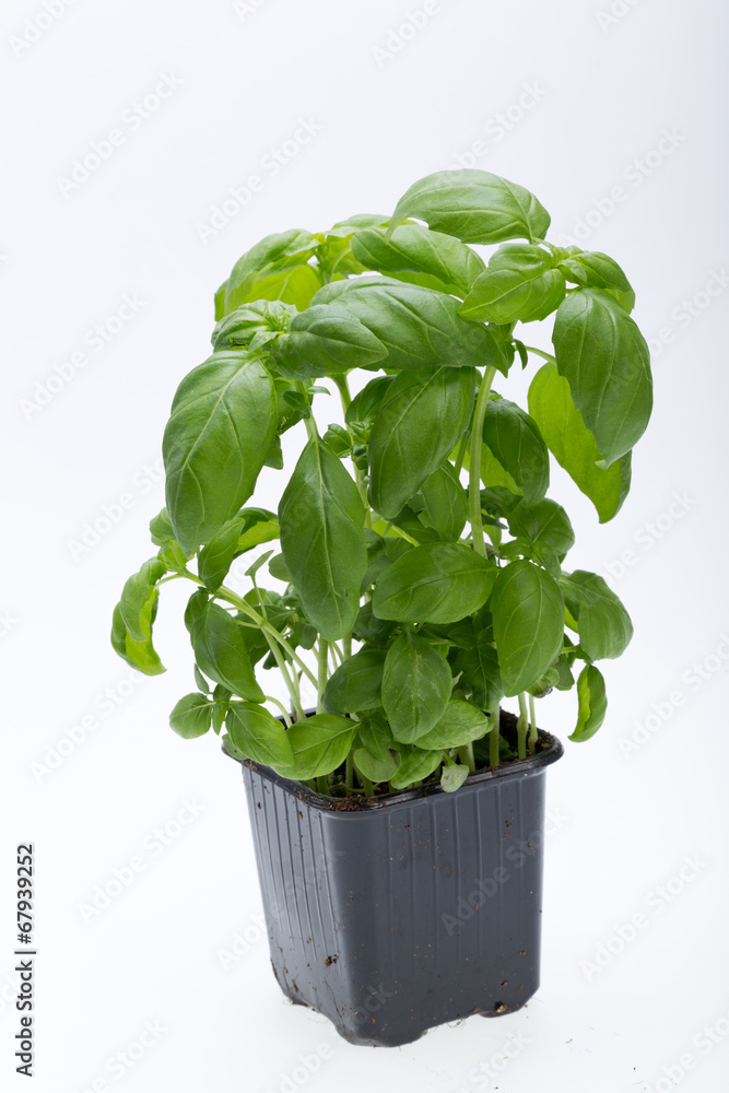 Fresh basil leaves isolated on white background Fresh basil leaves isolated on white background