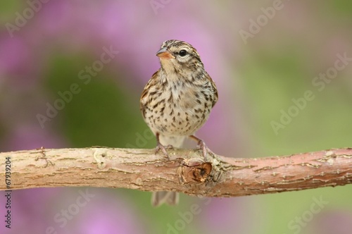 Juvenile Chipping Sparrow (Spizella passerina)