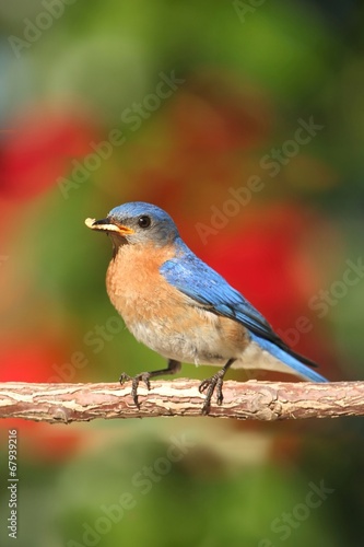 Eastern Bluebird