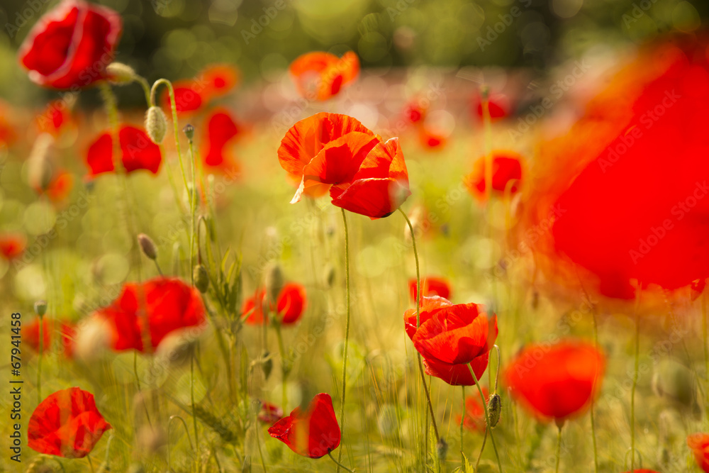 Blühender Mohn mit Bokeh im Abendlicht