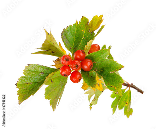 Hawthorn berries