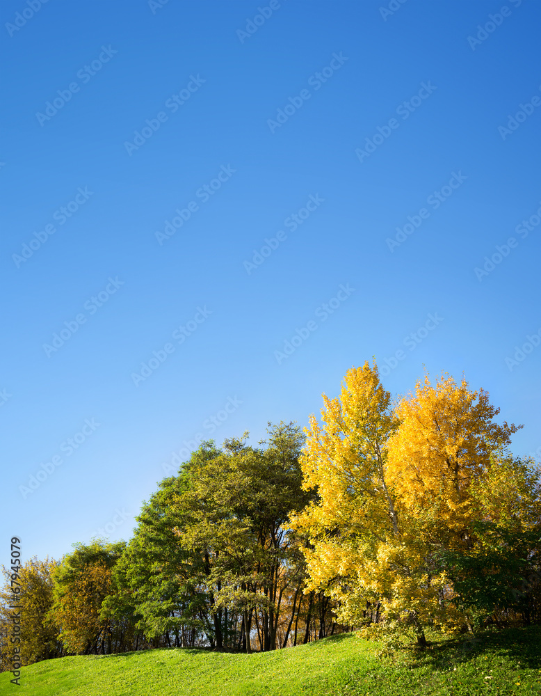 autumn trees against the blue sky autumn trees against the blue sky