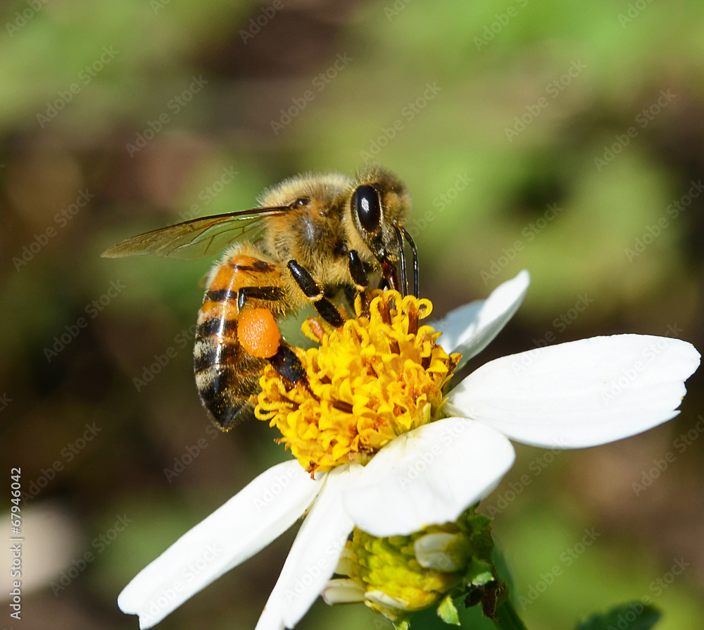 Bees to a flower. - obrazy, fototapety, plakaty 