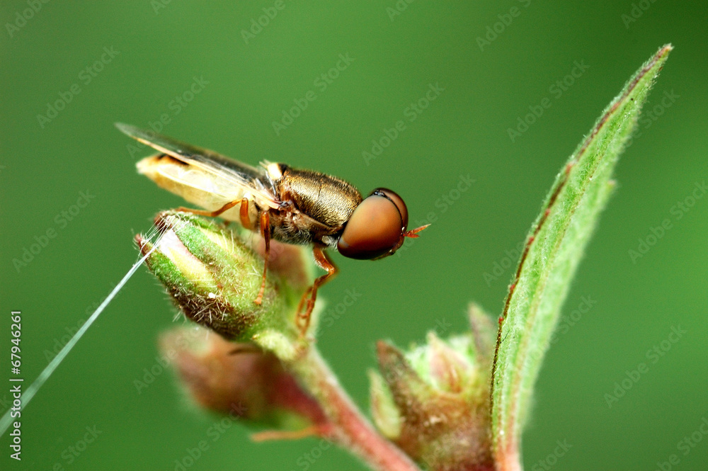 Naklejka premium Oriental fruit fly