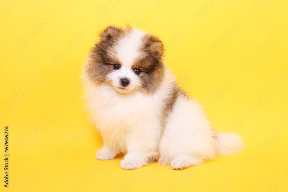 Spitz puppy