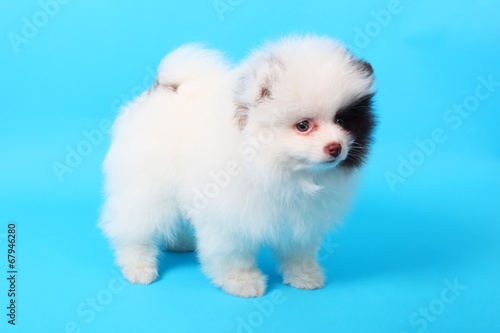 Spitz puppy