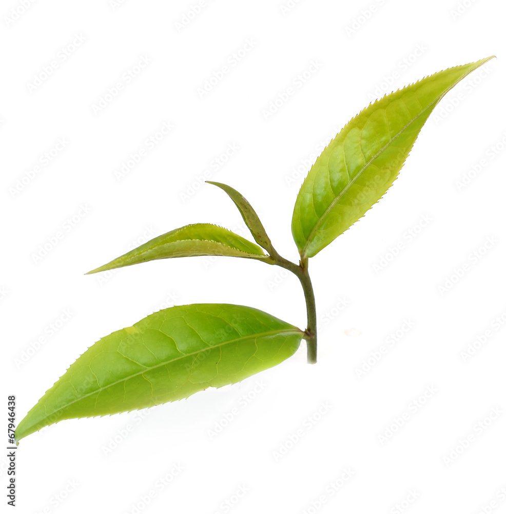 Fototapeta premium Green tea leaf isolated on white background