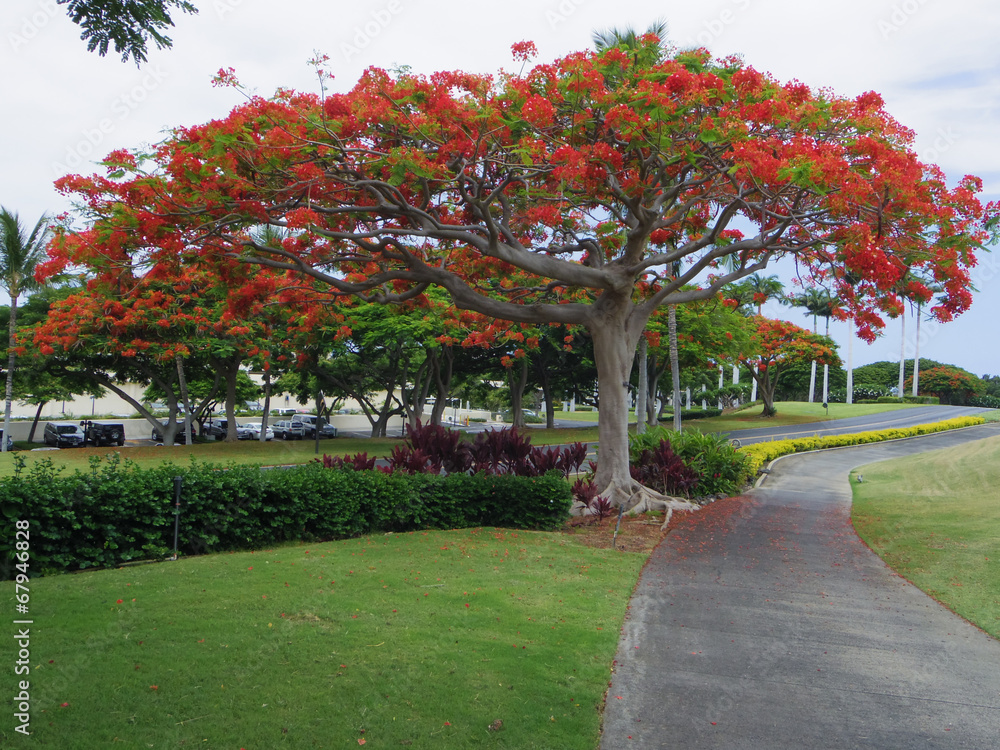 ハワイの木と風景