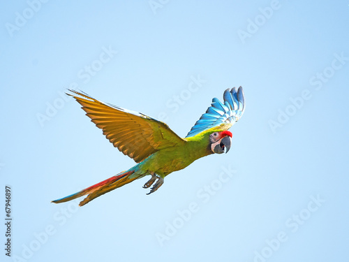 Military Macaw (Ara militaris) © dennisjacobsen