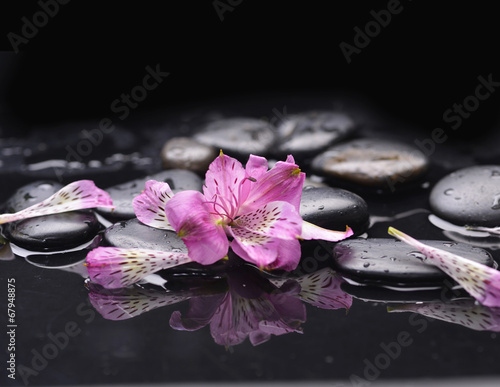 Set of beautiful orchid petals with black stones