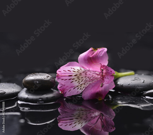 New beautiful orchid and pebbles background