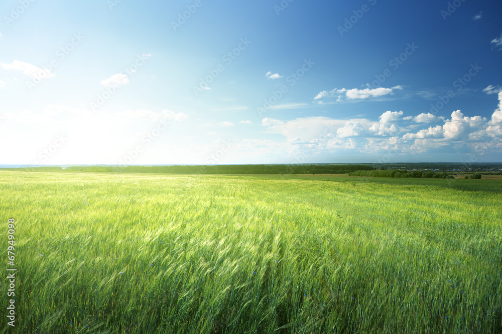 field of barley and sunny day