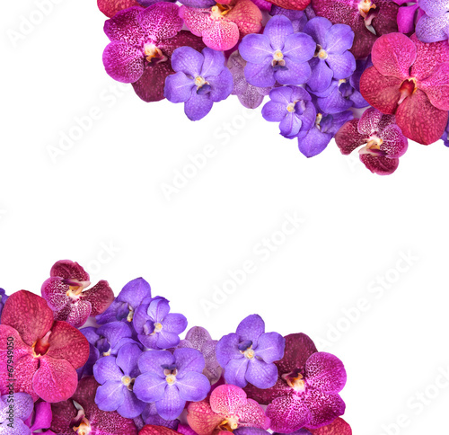 Fototapeta Naklejka Na Ścianę i Meble -  beautiful blooming orchid