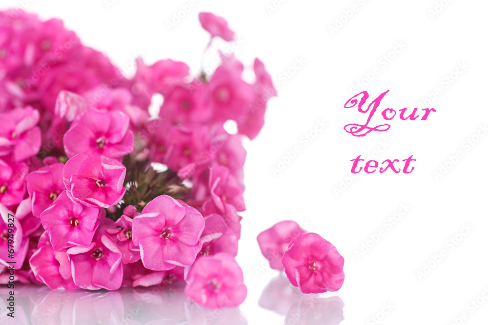 Fototapeta premium hydrangea