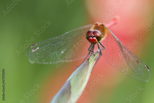 Dragonfly on the plant closeup