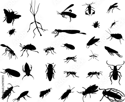 bugs collection - vector