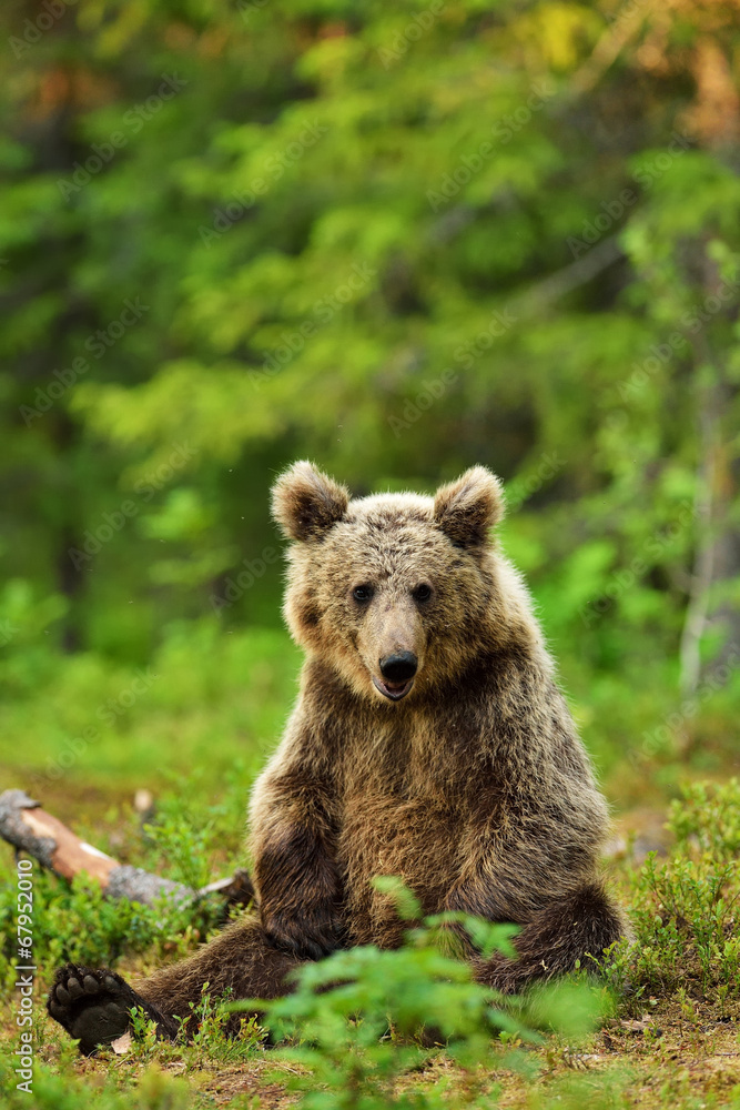 Brown bear sitting in the forest