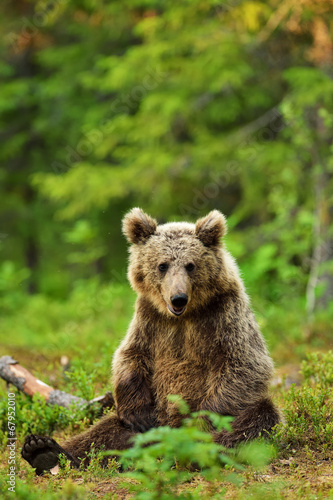 Brown bear sitting in the forest