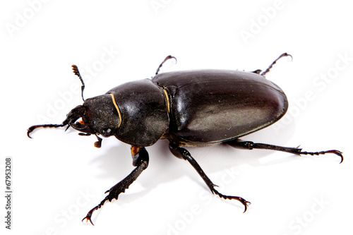 Female Stag Beetle isolated on white