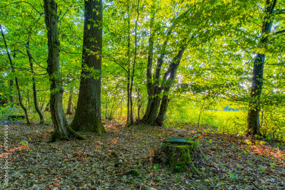 Bavarian Summer Forrest Bavarian Summer Forrest