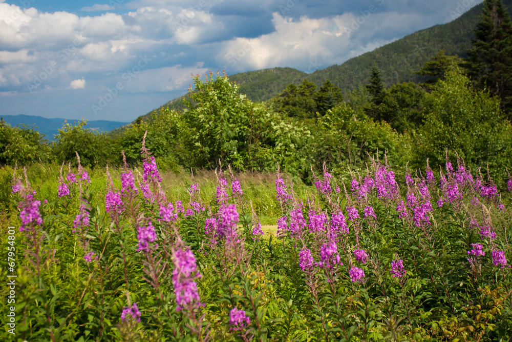 Field of flowers, White Mountains, New Hampshire