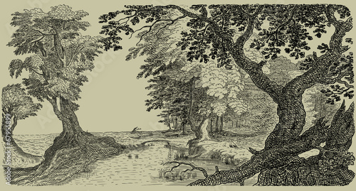 Foto Old forest