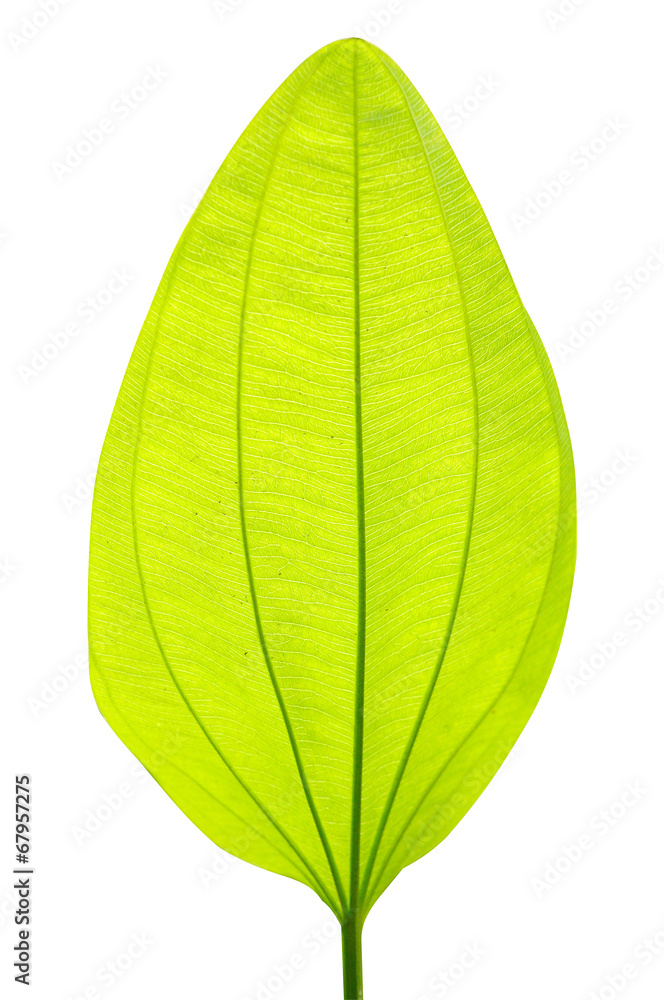 Single green leaf on white background. Single green leaf on white background.
