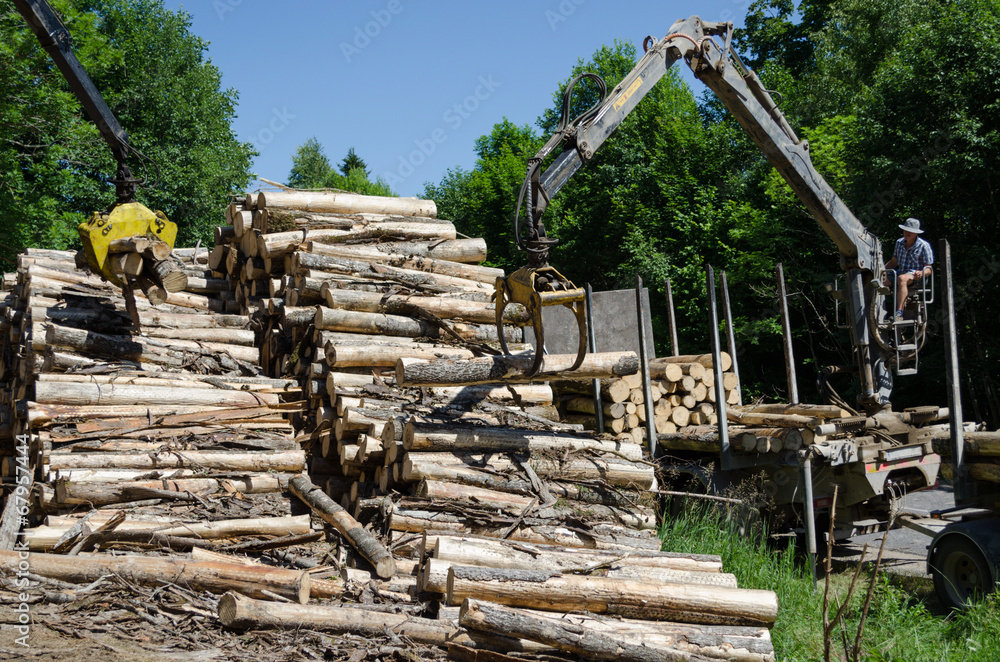 Man load felled tree logs to trailer transport Man load felled tree logs to trailer transport