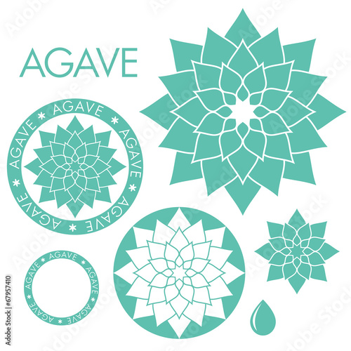 Agave