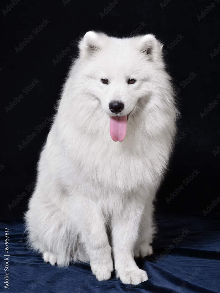 Dog. Breed - Samoyeds