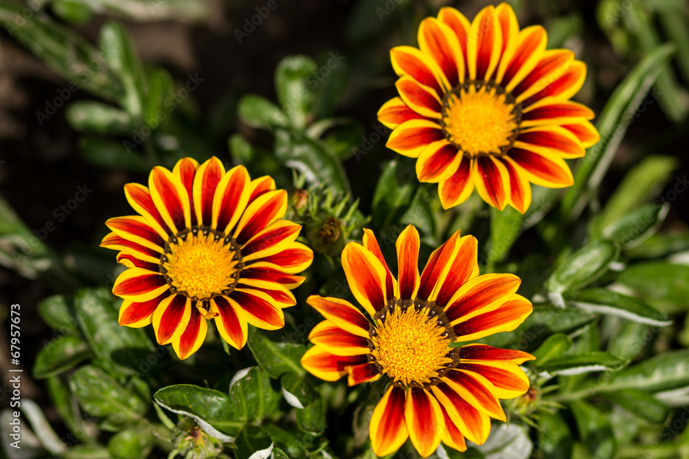 striped flower striped flower