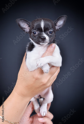 Dog. Breed - Chihuahua © nnv