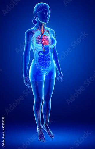 Female heart anatomy © pixdesign123