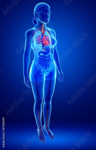 Female heart anatomy