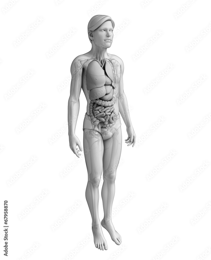 Digestive system of male anatomy