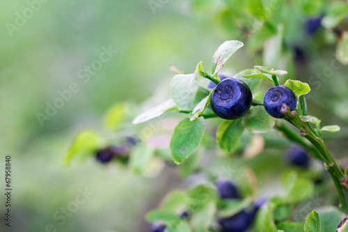 Unique blueberry background