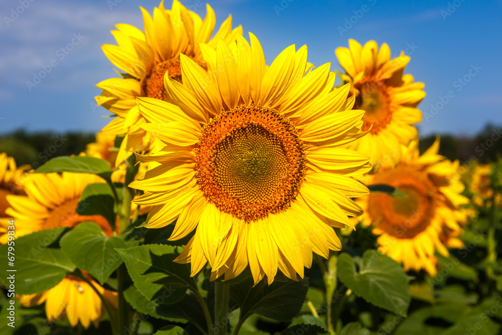 Sunflower closeup