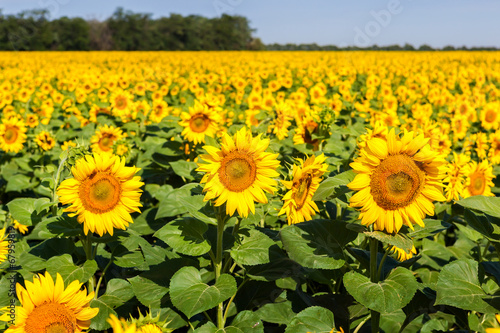 Sunflower field with three of them focused
