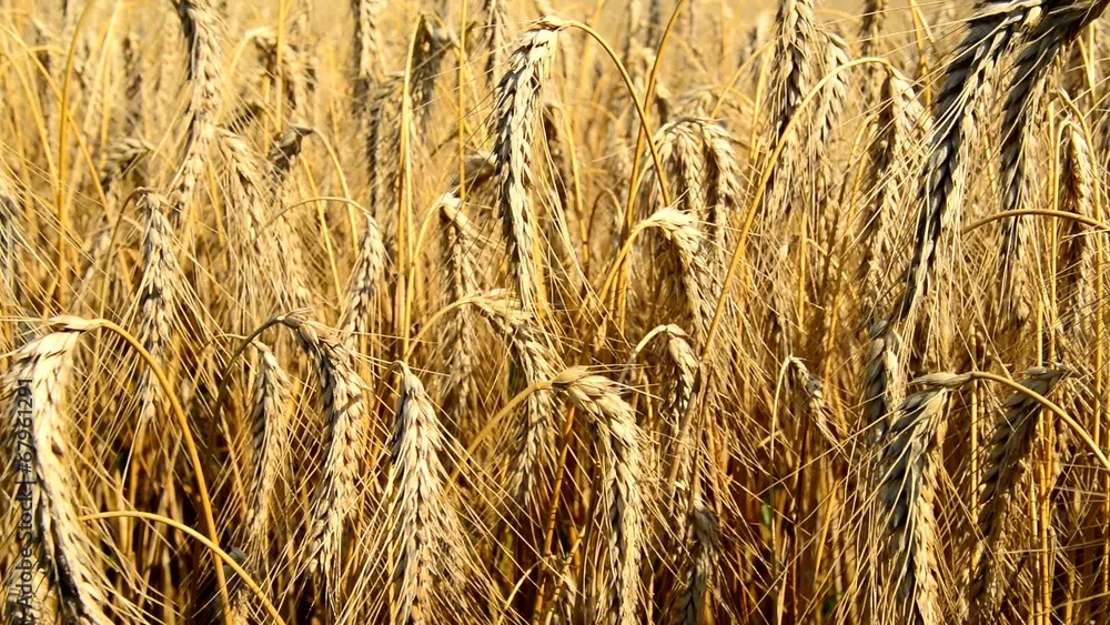 a farmer inspects of wheat field