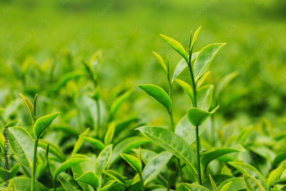 Fresh tea leaves in plantation Fresh tea leaves in plantation