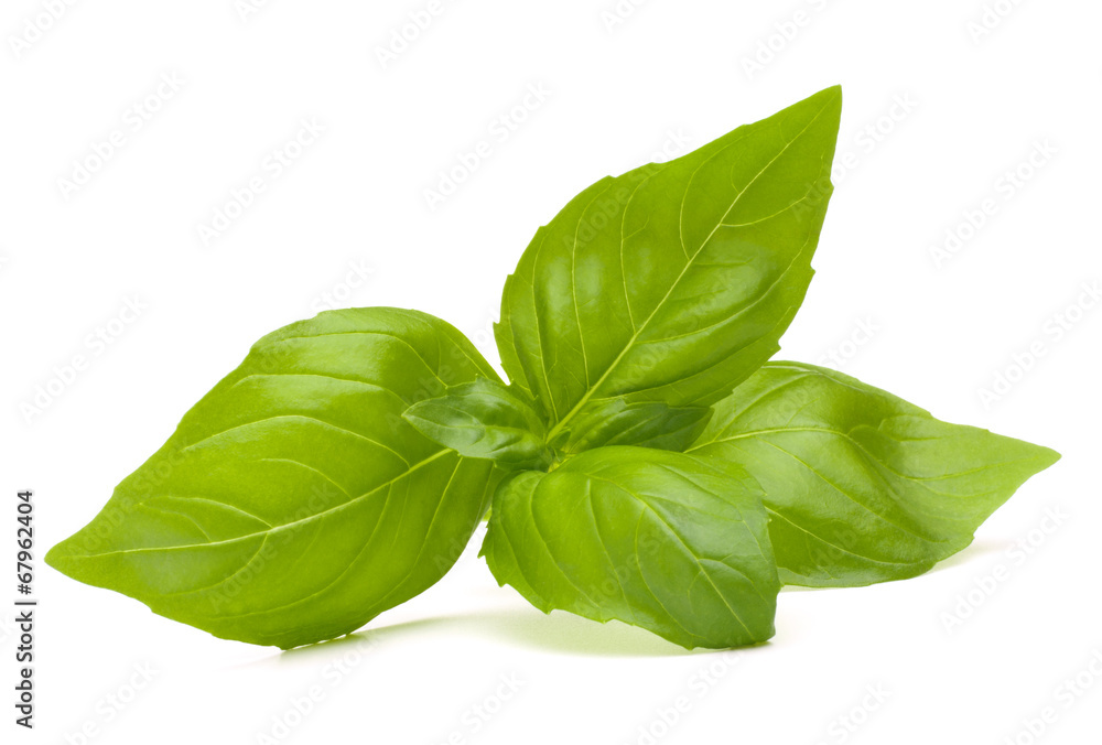 Sweet basil leaves Sweet basil leaves